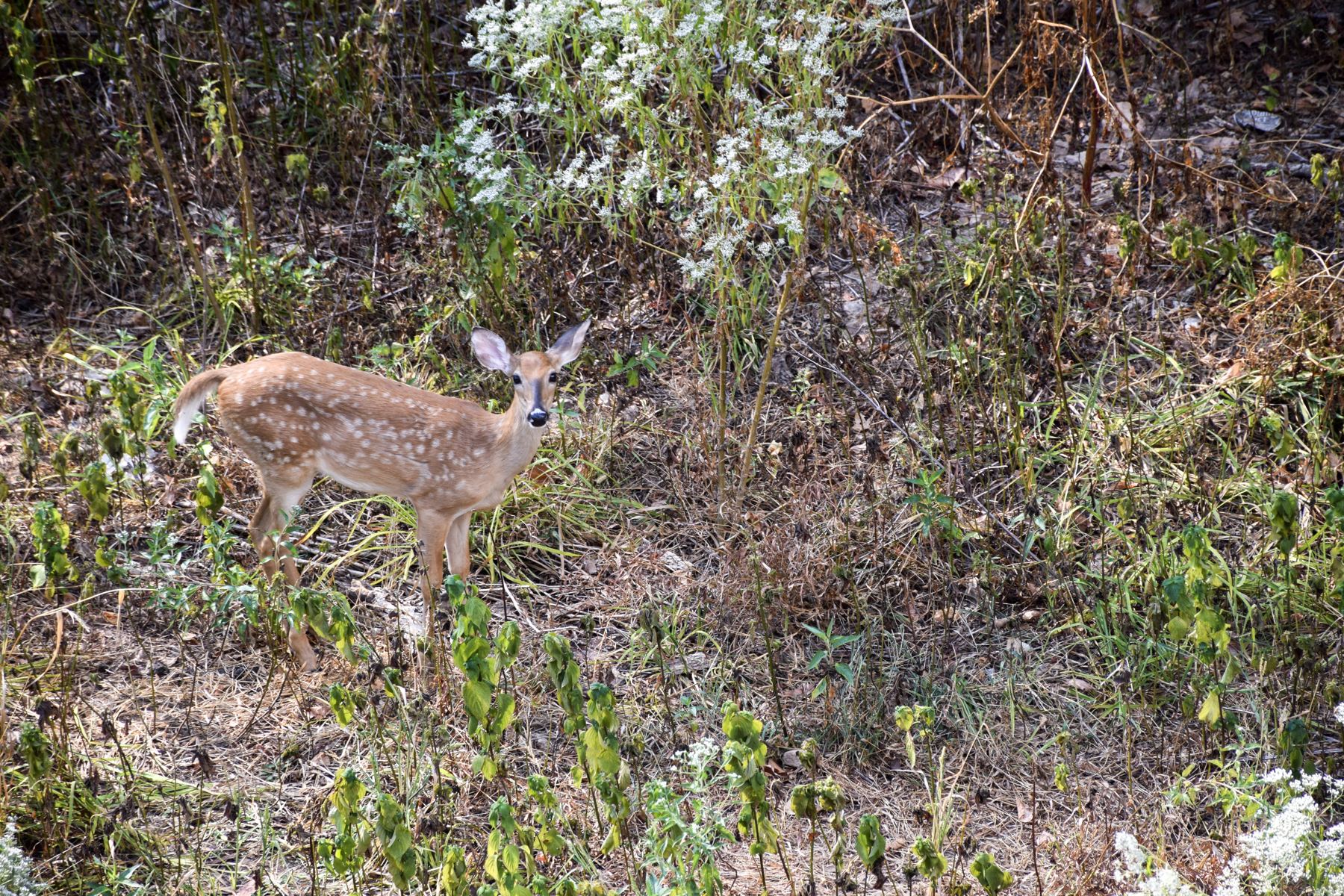 A whitetail deer in the ravine behind the duplex